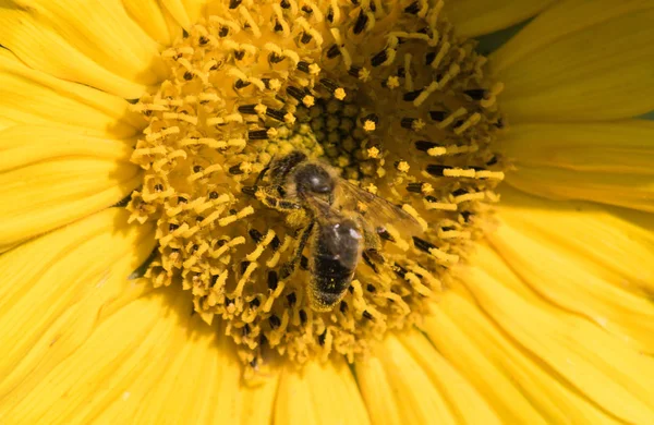 Een Honingbij Verzamelt Nectar Uit Een Bloem Van Een Zonnebloem — Stockfoto