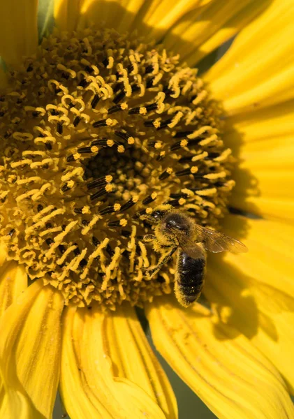 Abeja Recoge Néctar Flor Del Girasol — Foto de Stock