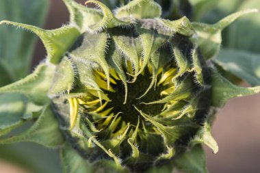 Ayçiçeği çiçek Close-Up 