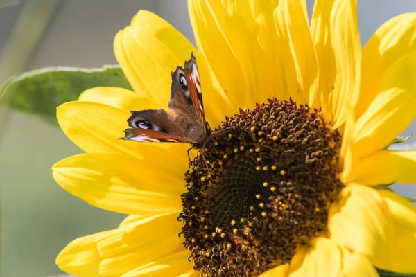 Бабочка Сидит Цветке Подсолнуха Собирает Нектар — стоковое фото
