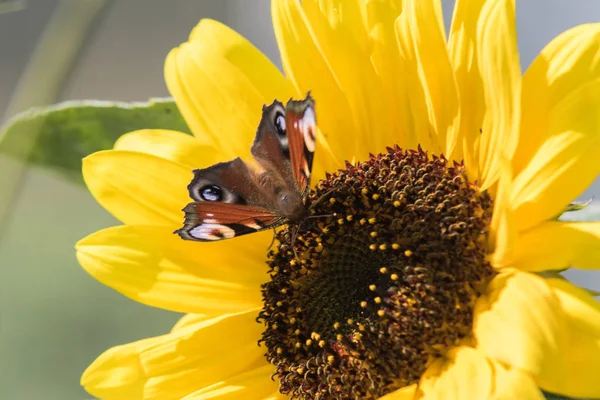 Ein Schmetterling Sitzt Auf Einer Sonnenblumenblume Und Sammelt Nektar — Stockfoto