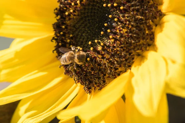 Pszczoła Zbiera Nektar Kwiatów Słonecznika — Zdjęcie stockowe