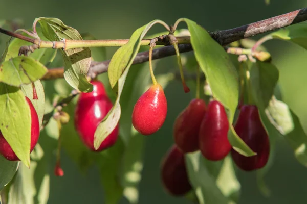 Bir ağaç kızılcık yakın çekim