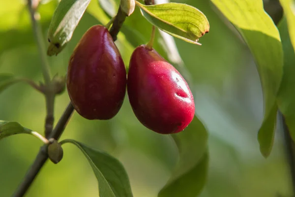 Bir ağaç kızılcık yakın çekim