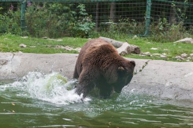 Doğadaki kahverengi ayı.
