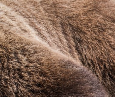 boz ayı kürk yakın çekim