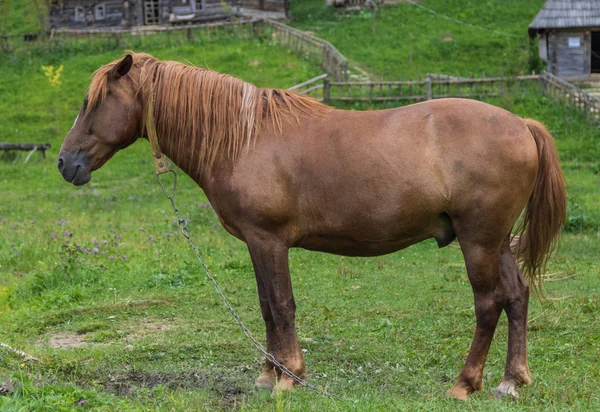 Well Groomed Horse Grazes Meadow — Stock Photo, Image