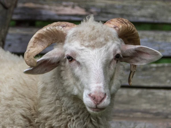 Carpatian 山の羊がクローズ アップ — ストック写真