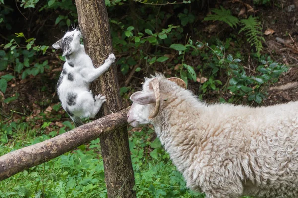 Koyunları Carpatian Dağlarda Yakın Çekim — Stok fotoğraf