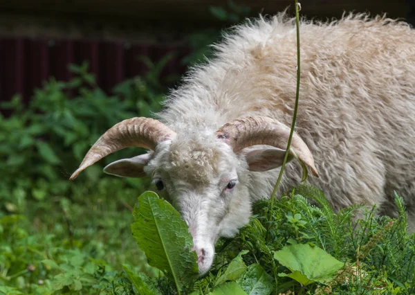 Koyunları Carpatian Dağlarda Yakın Çekim — Stok fotoğraf