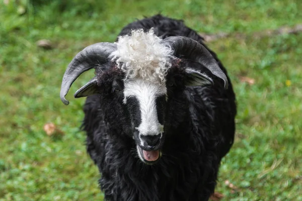 Schafe Hautnah Den Karpatischen Bergen — Stockfoto