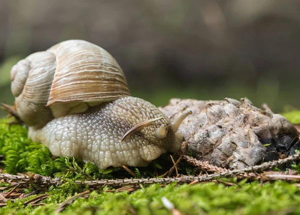 Caracol Uma Árvore — Fotografia de Stock