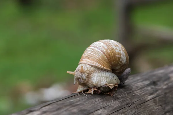 Caracol Uma Árvore — Fotografia de Stock