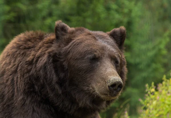 Urso Marrom Natureza — Fotografia de Stock