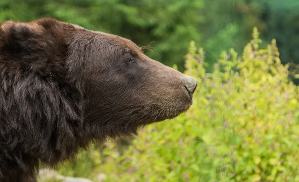 Urso Marrom Natureza — Fotografia de Stock