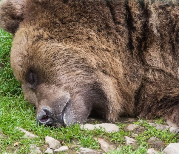 Braunbär Der Natur — Stockfoto