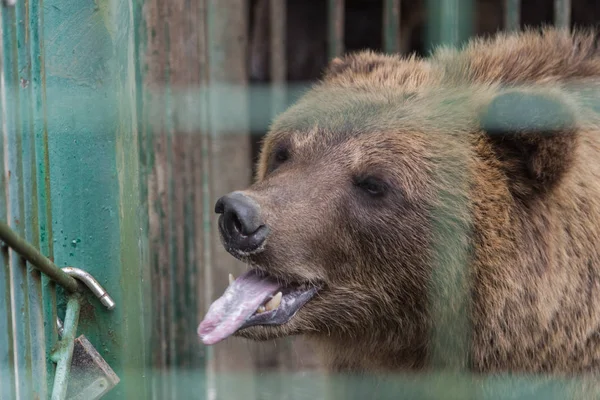 Urso Marrom Natureza — Fotografia de Stock