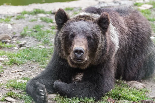 Urso Marrom Natureza — Fotografia de Stock