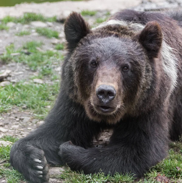 Brown Bear Nature — Stock Photo, Image