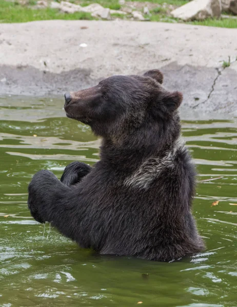 Urso Marrom Natureza — Fotografia de Stock