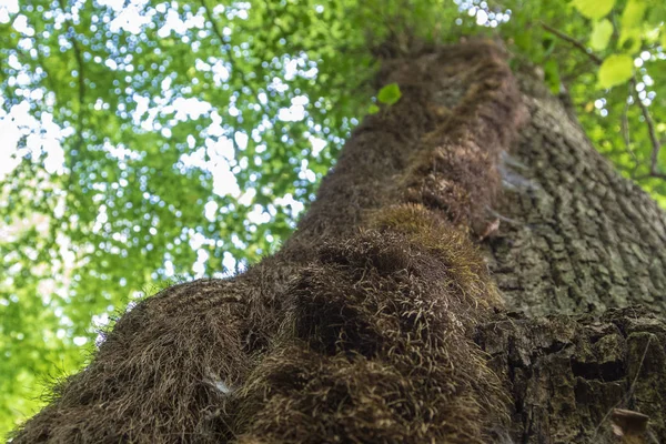 Pianta Parassitaria Sull Albero — Foto Stock