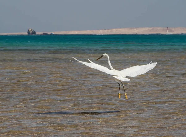 Heron Kızıldeniz kıyısında balık avlıyor. Mısır, Sharm el Sheikh
