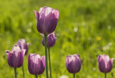 Güzel bahar, çok renkli Lale dikti.