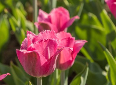 Güzel bahar, çok renkli Lale dikti.