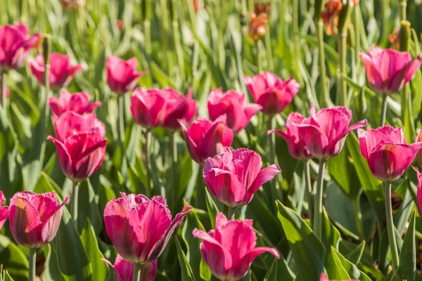 Mooi Voorjaar Multi Gekleurde Tulpen Geplant Rechtenvrije Stockafbeeldingen