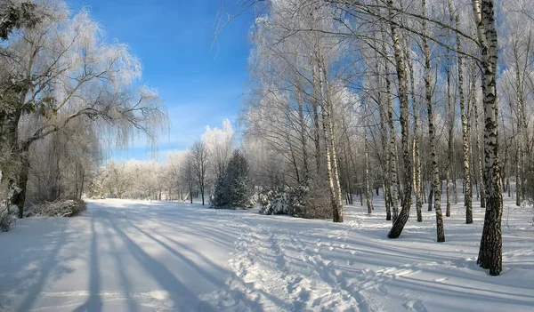 Panorama de l'allée du parc d'hiver — Photo