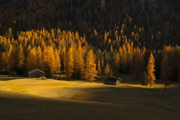 Gula larches upplyst av den uppgående solen, Dolomiterna, Italien — Stockfoto