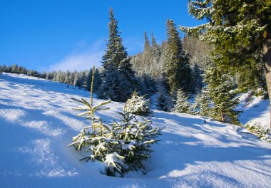 Tarafından taze kar kaplı küçük köknar ağacı