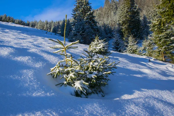 Kleine spar boom vallende verse sneeuw — Stockfoto