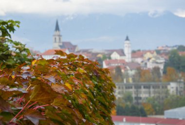 Kırmızı üzüm yaprakları ile panorama görünüm Kranj, Slovenya