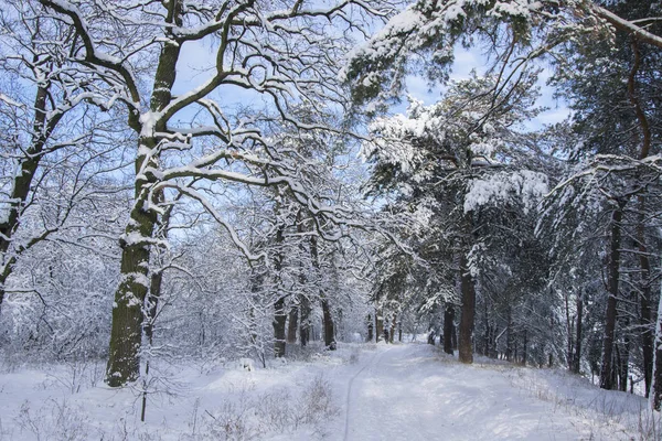 Bäume mit Neuschnee im Winterwald — Stockfoto