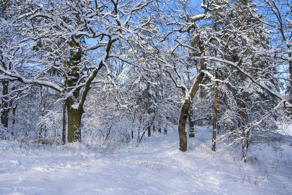 Bäume mit Neuschnee im Winterwald — Stockfoto