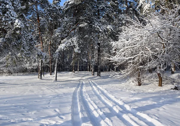 Weg im verschneiten Wald — Stockfoto