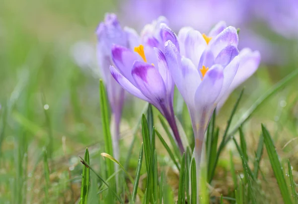 Весной цветет пурпурный крокус — стоковое фото