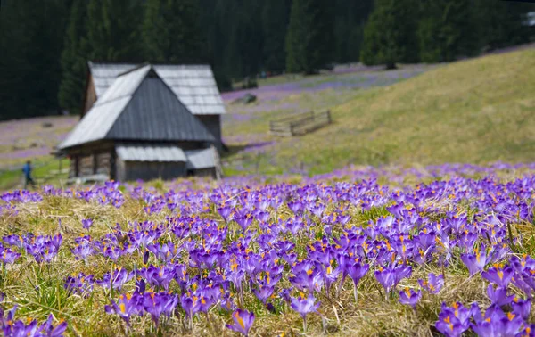 Krokusy v chocholowska údolí, Tatry mountain, Polsko — Stock fotografie