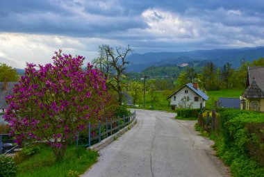 Manolya ağacı çiçeği Alp Köyü sokakta