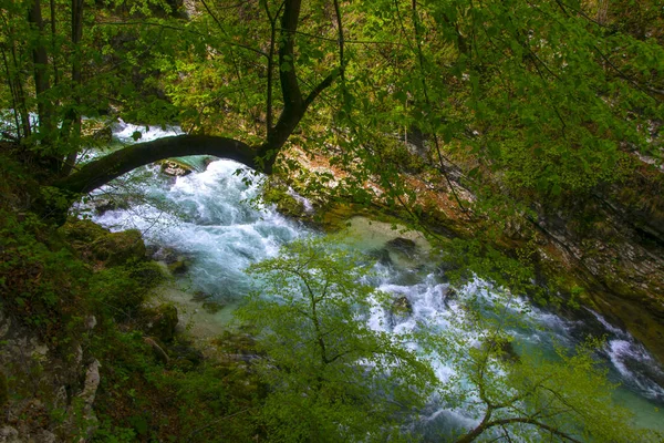 Hegyi patak, átfolyik gorge, Szlovénia — Stock Fotó