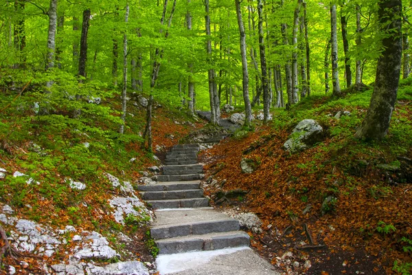Taş merdiven yeşil orman bahar