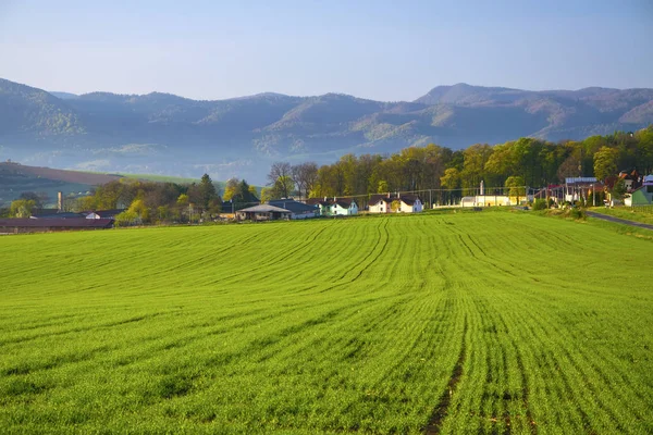 Kukuřičné pole krajina s horami v pozadí — Stock fotografie