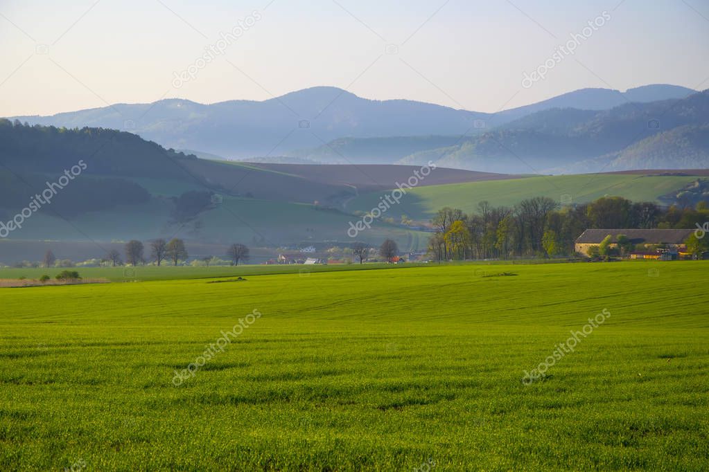 Corn field landscape with mountains in background