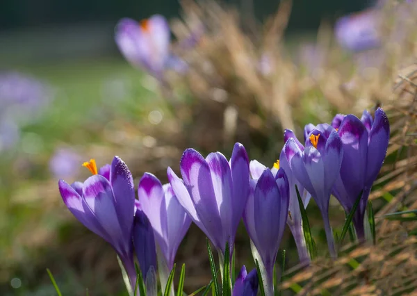 Purple crocus flowers blooming on spring meadow — Stock Photo, Image