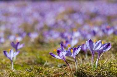 Bir çayır üzerinde mor çiğdemler