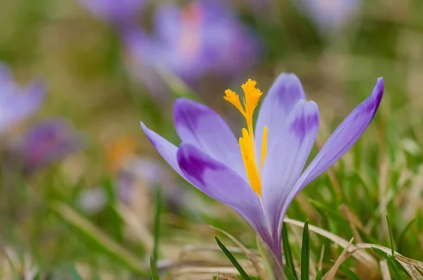 Purple crocus blooming on spring meadow — Stock Photo, Image