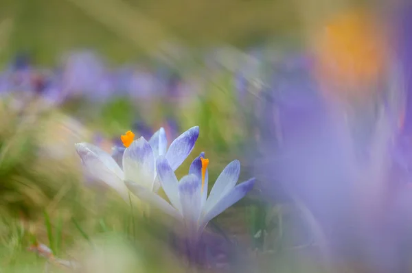 Couple of blue crocuses blooming on spring meadow — Stock Photo, Image