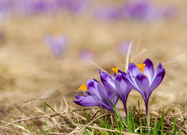 Purple crocus flowers blooming on spring meadow — Stock Photo, Image