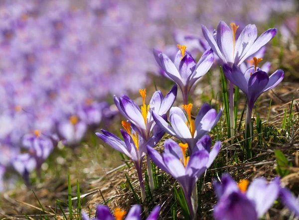 Purpurfarbene Krokusse auf einer Wiese — Stockfoto